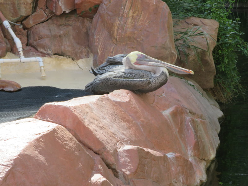 Californian Pelican in The Habitat at the Flamingo Casino